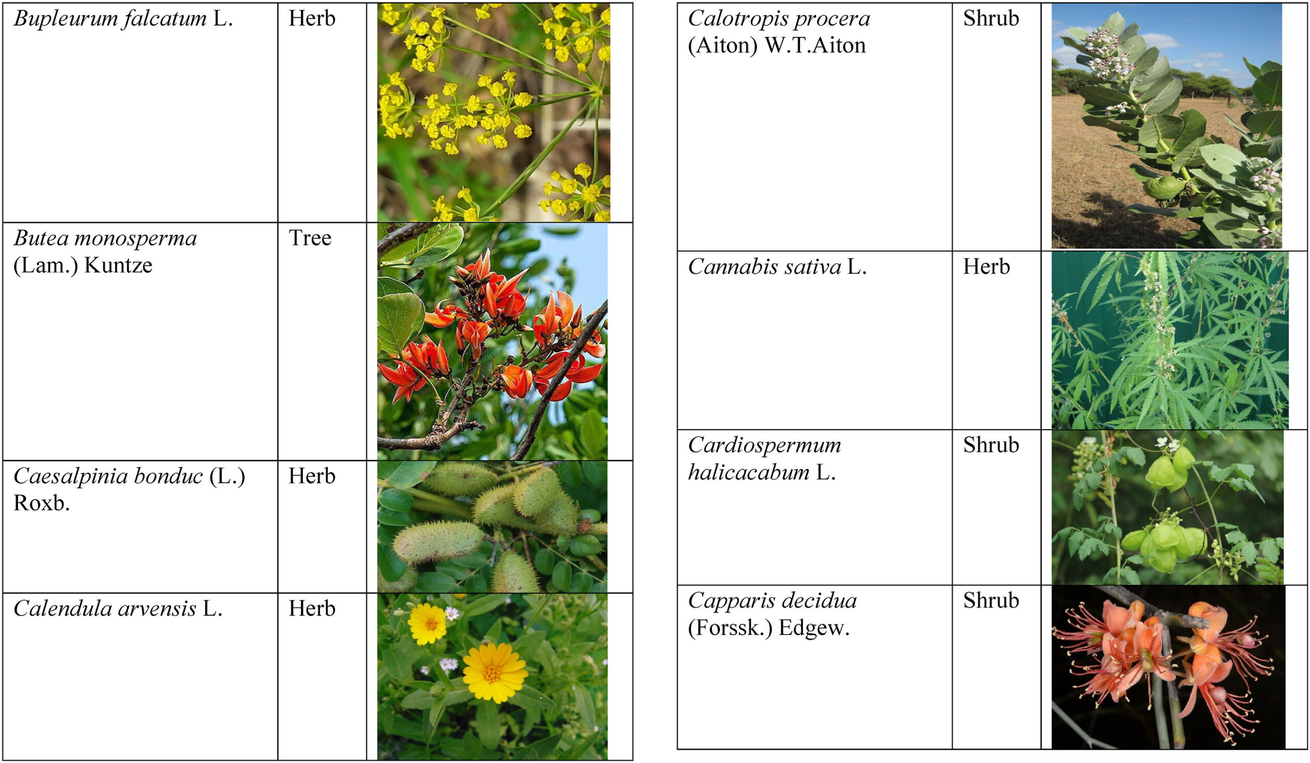 Herbal Remedies for Gynecological Issues